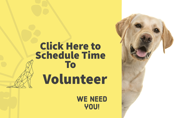 Volunteer at Baywater Animal Rescue - Baywater Animal Rescue